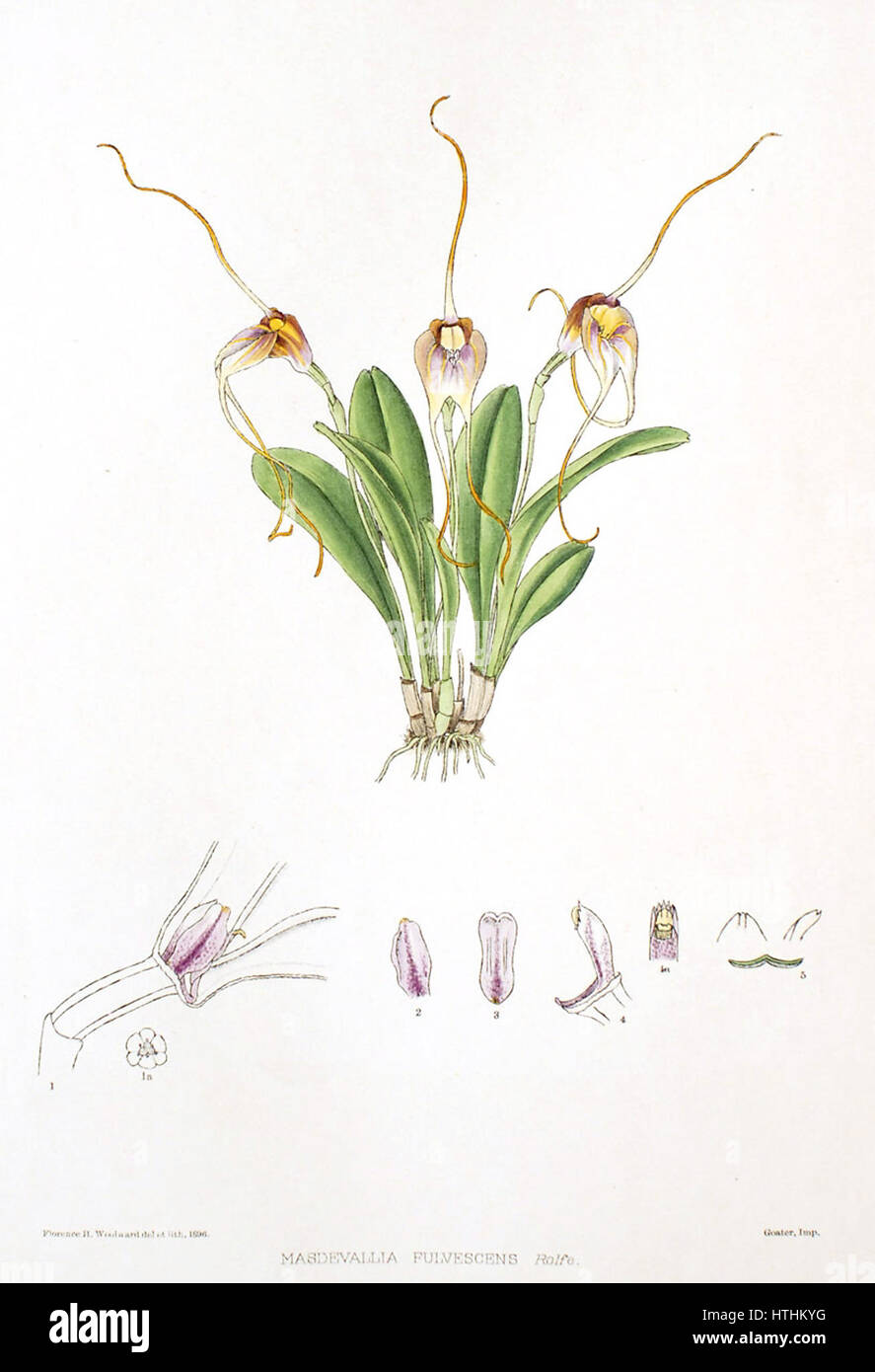 'Le genre Masdevallia - Masdevallia fulvescens' de Woolward est une illustration botanique représentant l'espèce d'orchidée Masdevallia fulvescens. L'œuvre se concentre sur les caractéristiques délicates de la fleur, mettant en valeur sa structure unique et ses couleurs vibrantes. Il fournit un aperçu scientifique de l’apparence de l’espèce et est un exemple d’illustration botanique précise. Banque D'Images