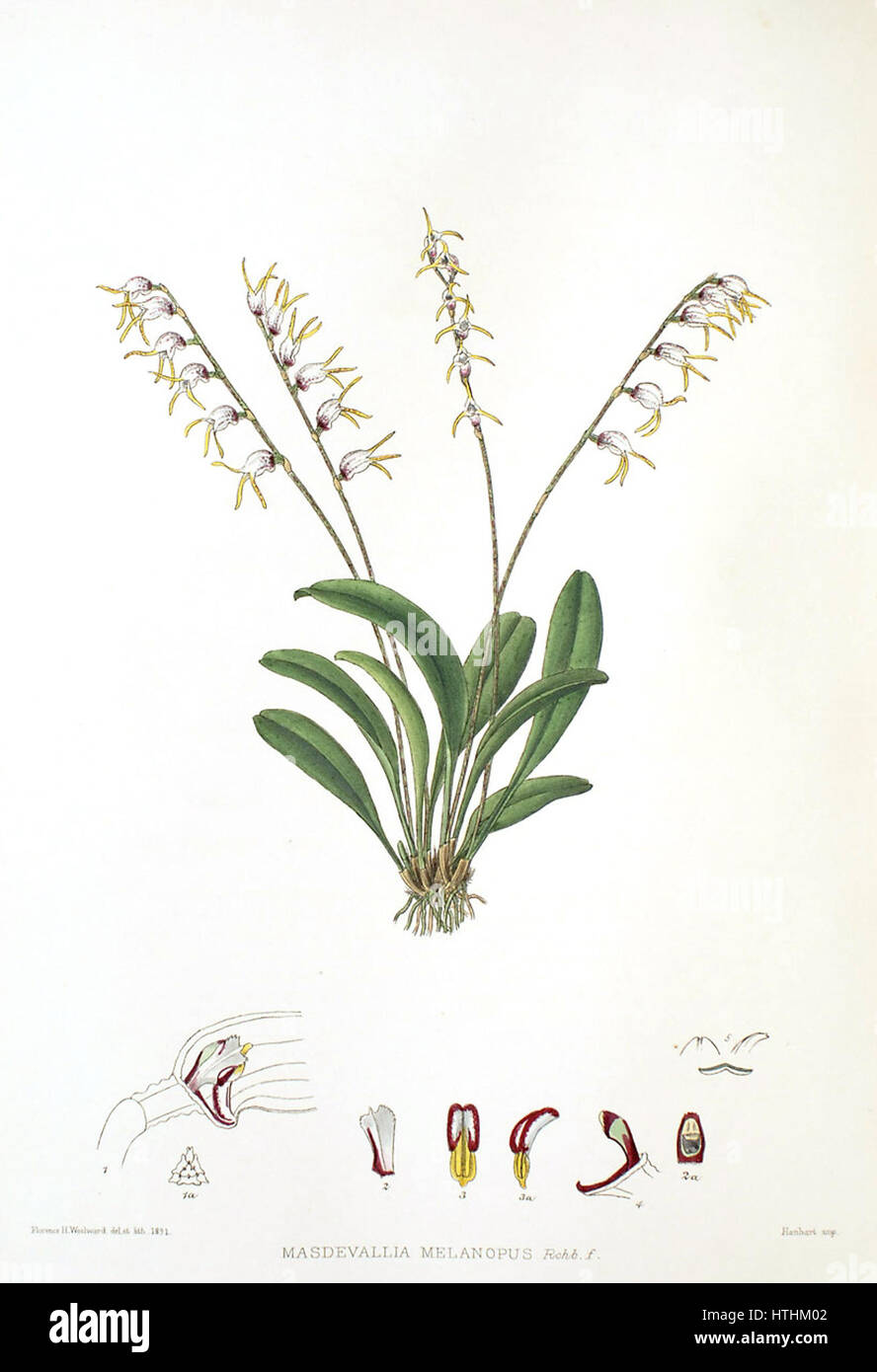 L'œuvre botanique 'le genre Masdevallia - Masdevallia melanopus' de Woolward met en valeur la beauté complexe des espèces d'orchidées Masdevallia, en particulier Masdevallia melanopus. Cette pièce reflète l'étude détaillée des espèces végétales communes dans les illustrations botaniques. Banque D'Images
