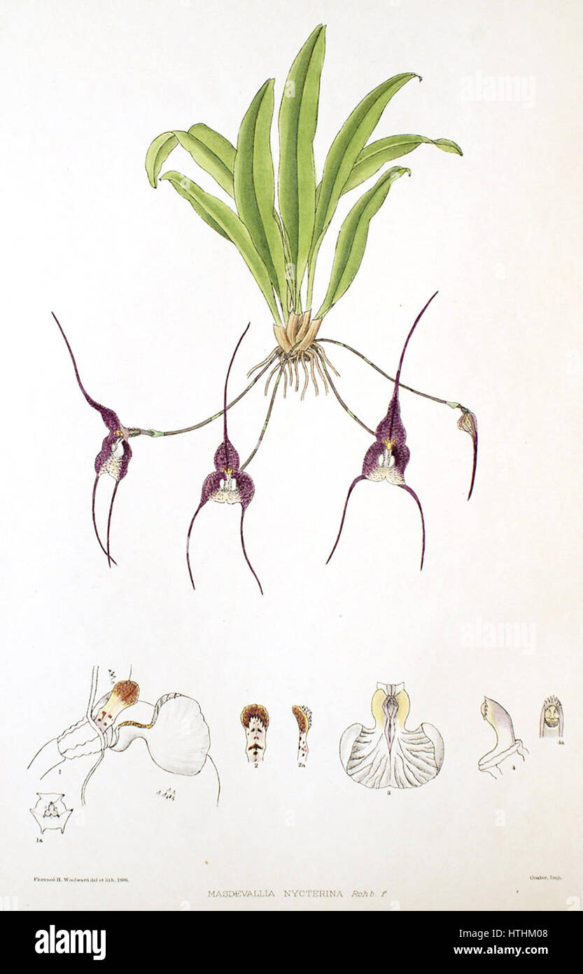 Woolward - le genre Masdevallia Masdevallia - nycterina Banque D'Images