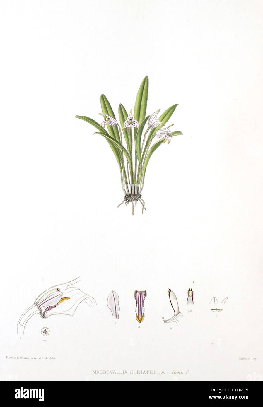Woolward - le genre Masdevallia Masdevallia striatella - Banque D'Images
