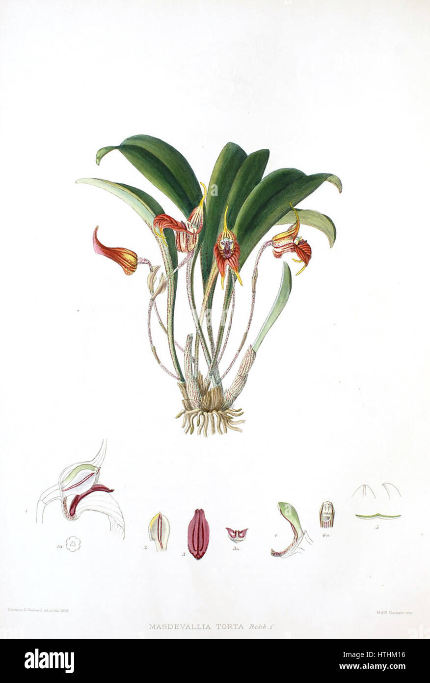 Woolward - le genre Masdevallia Masdevallia - torta Banque D'Images