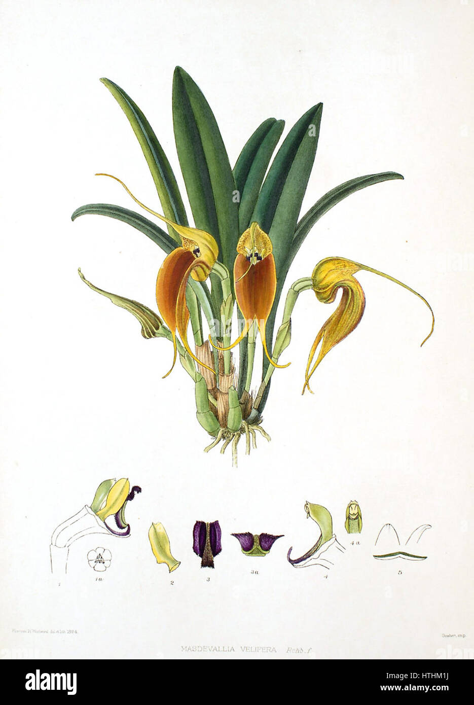 « Le genre Masdevallia - Masdevallia velifera » de Woolward est une illustration botanique qui représente précisément ce genre spécifique d'orchidée, mettant en valeur sa structure complexe et ses détails vibrants. Banque D'Images