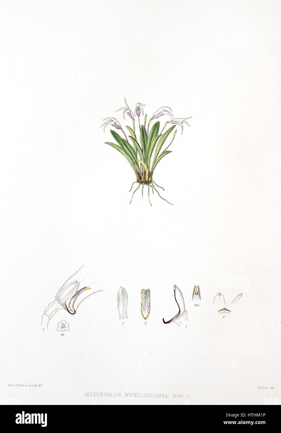 Woolward - le genre Masdevallia Masdevallia wendlandiana - Banque D'Images