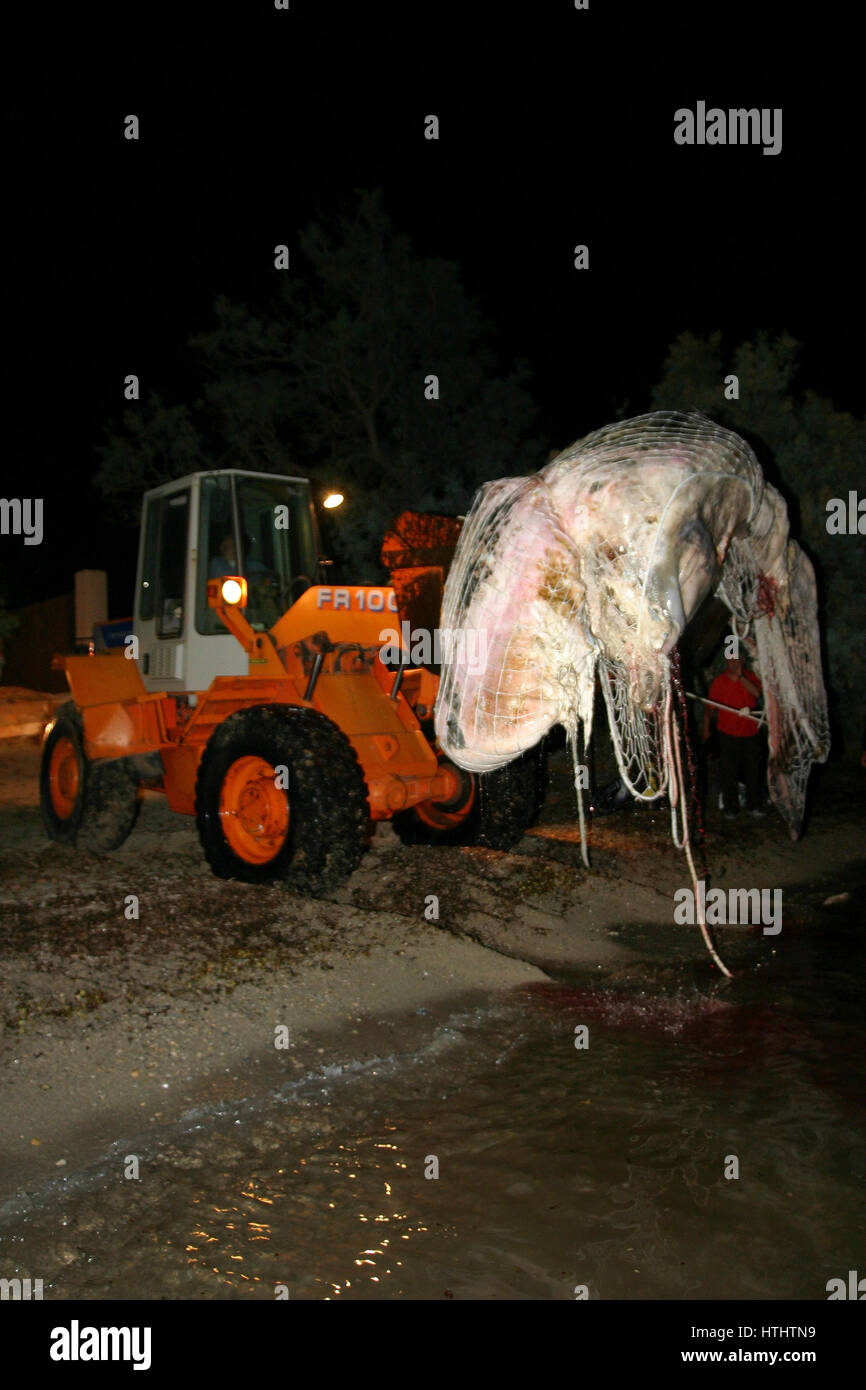 Retraite baleine morte sur une plage de Majorque Banque D'Images