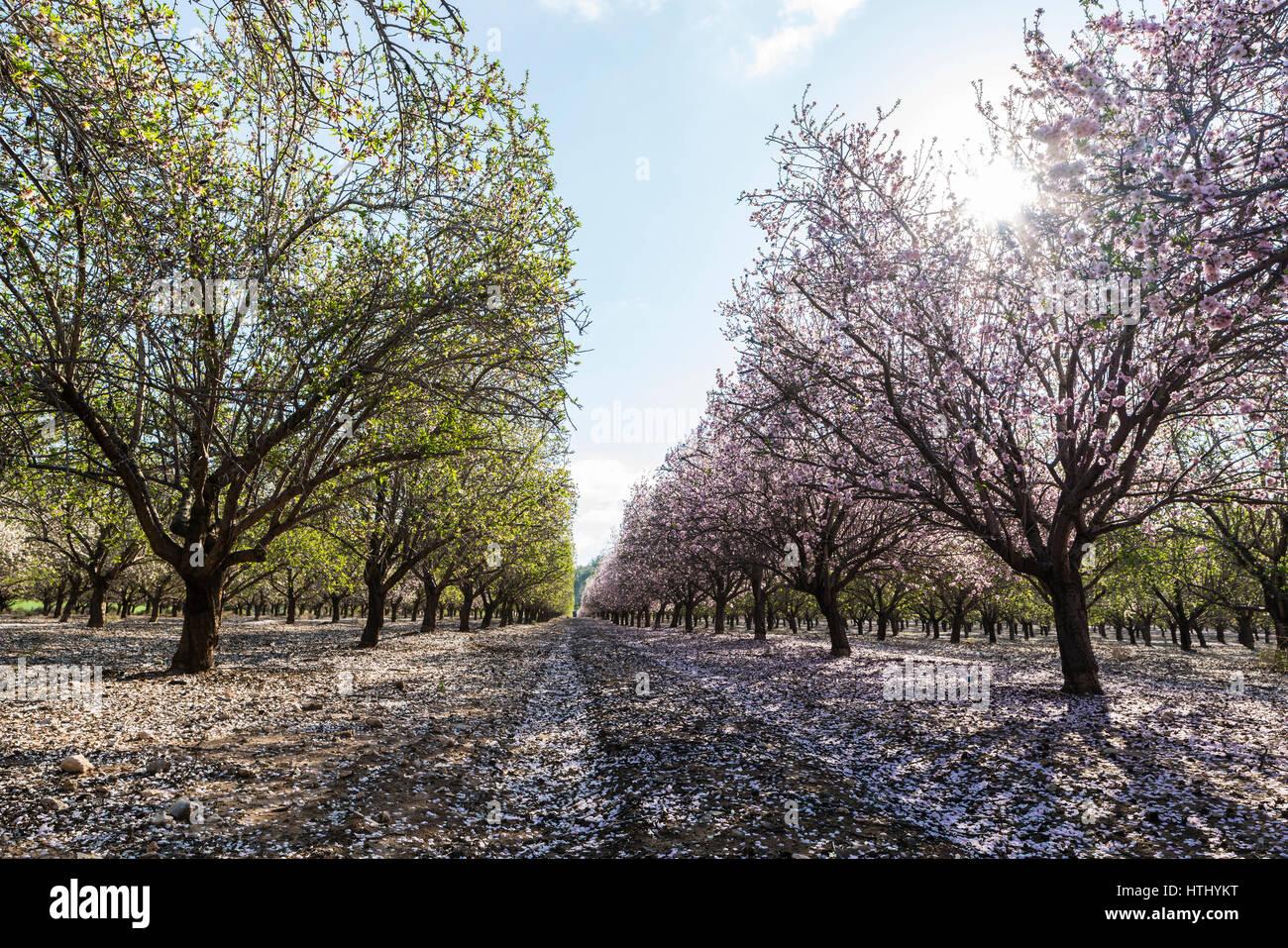 Paysage agricole, d'un jardin avec arbres fruitiers en fleurs Banque D'Images