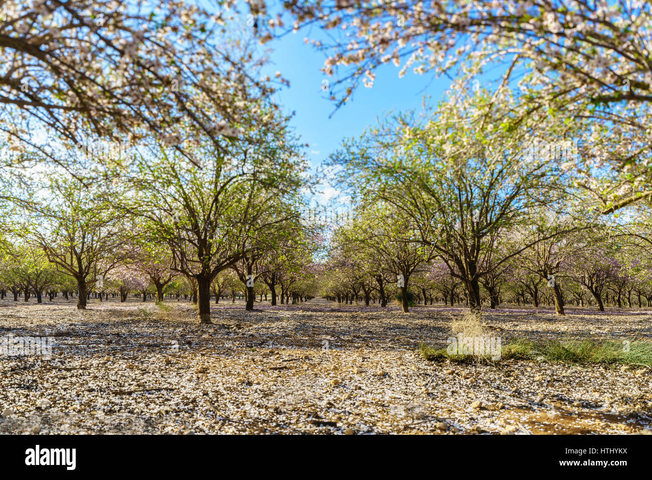 Paysage agricole, d'un jardin avec arbres fruitiers en fleurs Banque D'Images