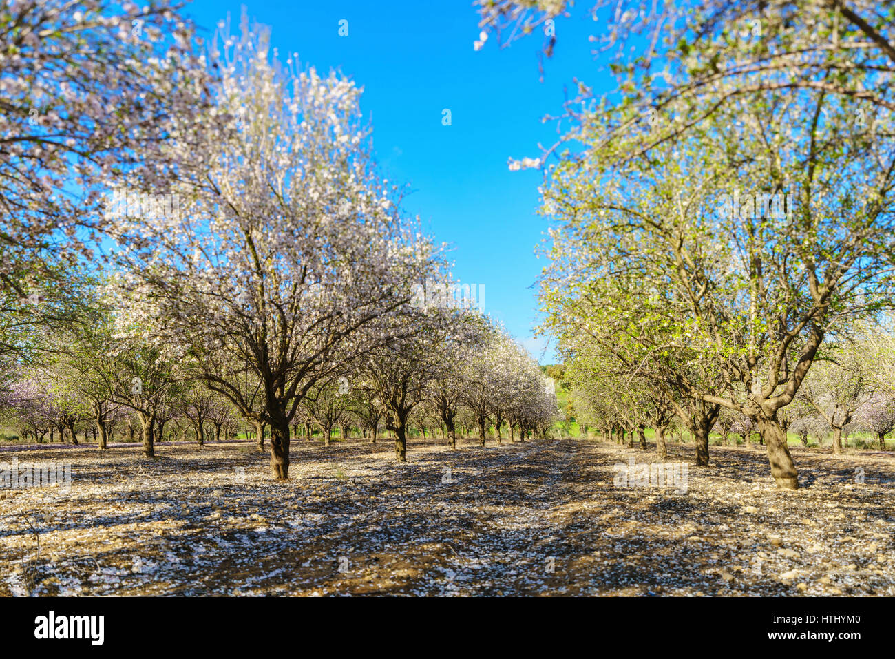 Paysage agricole, d'un jardin avec arbres fruitiers en fleurs Banque D'Images