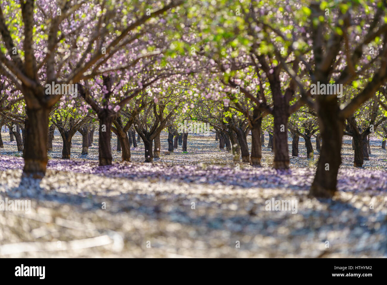 Paysage agricole, d'un jardin avec arbres fruitiers en fleurs Banque D'Images