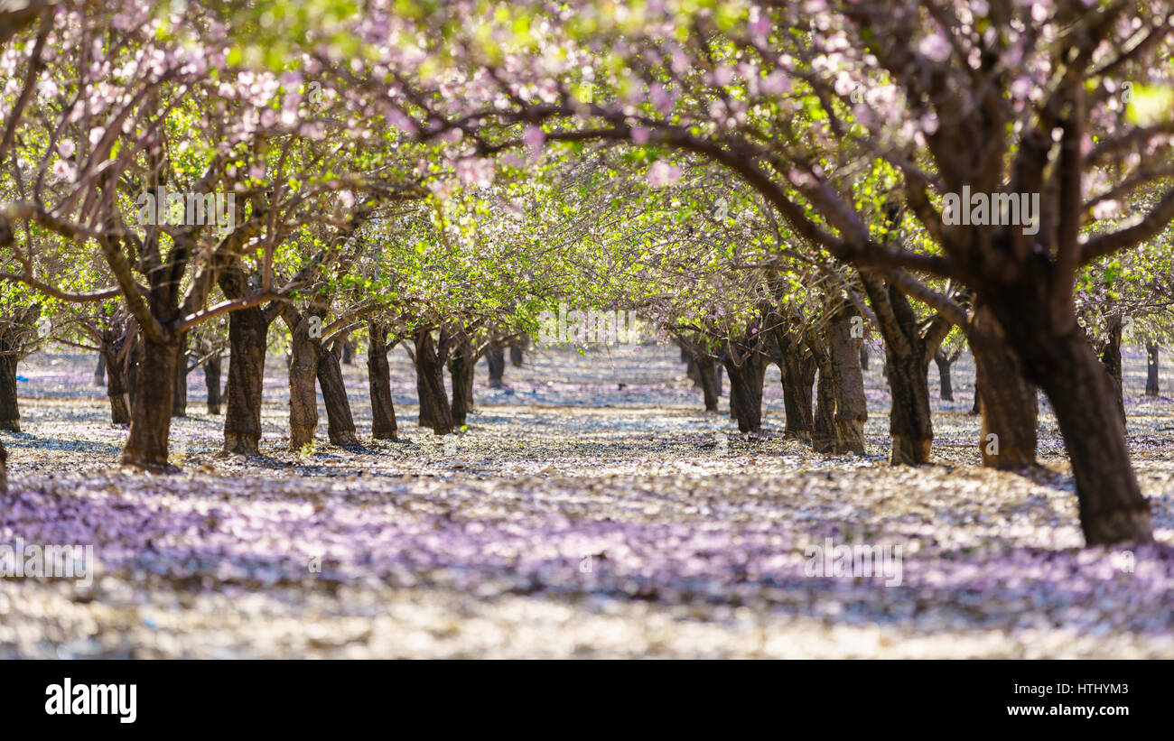 Paysage agricole, d'un jardin avec arbres fruitiers en fleurs Banque D'Images