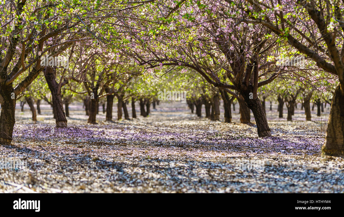 Paysage agricole, d'un jardin avec arbres fruitiers en fleurs Banque D'Images
