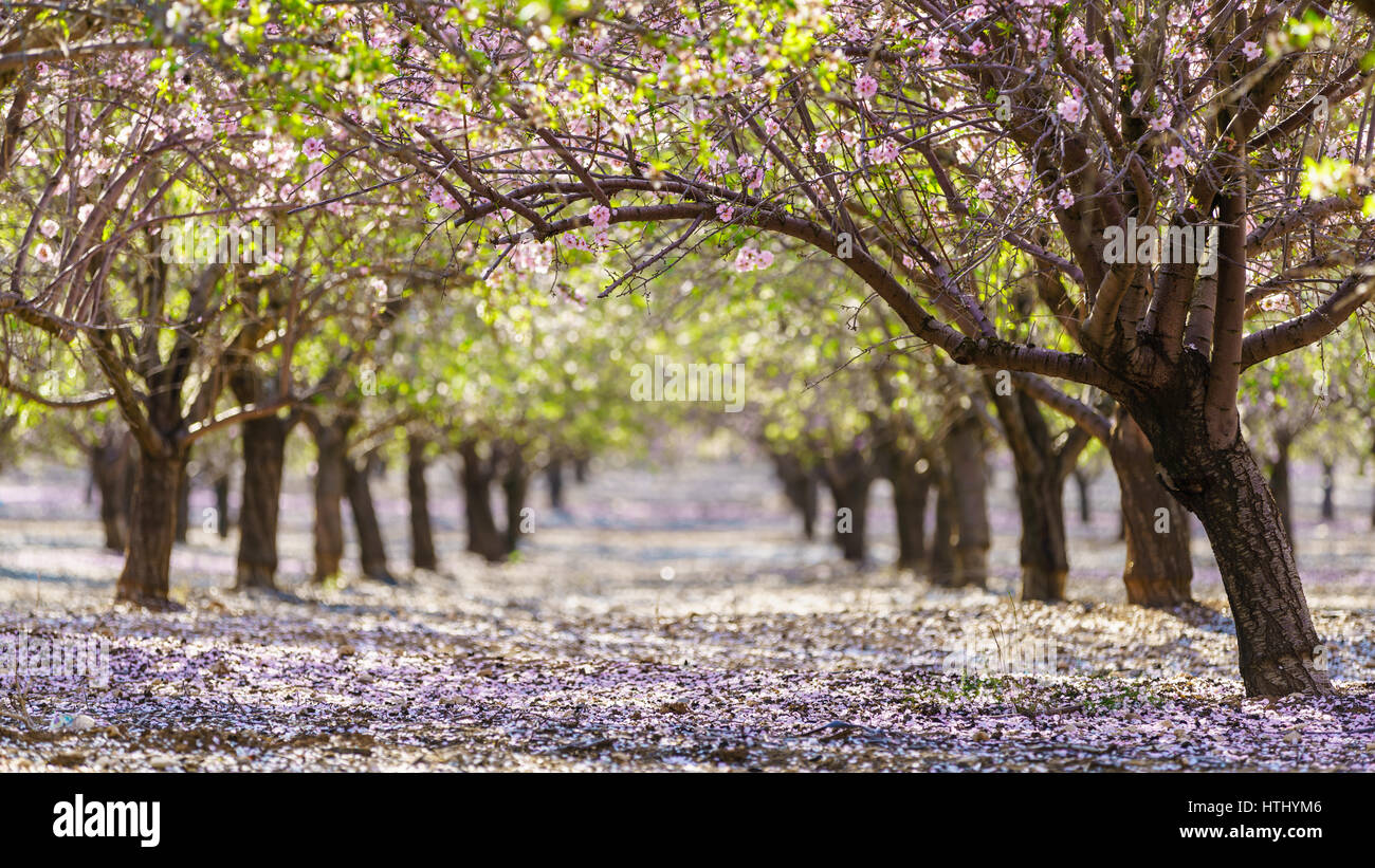 Paysage agricole, d'un jardin avec arbres fruitiers en fleurs Banque D'Images