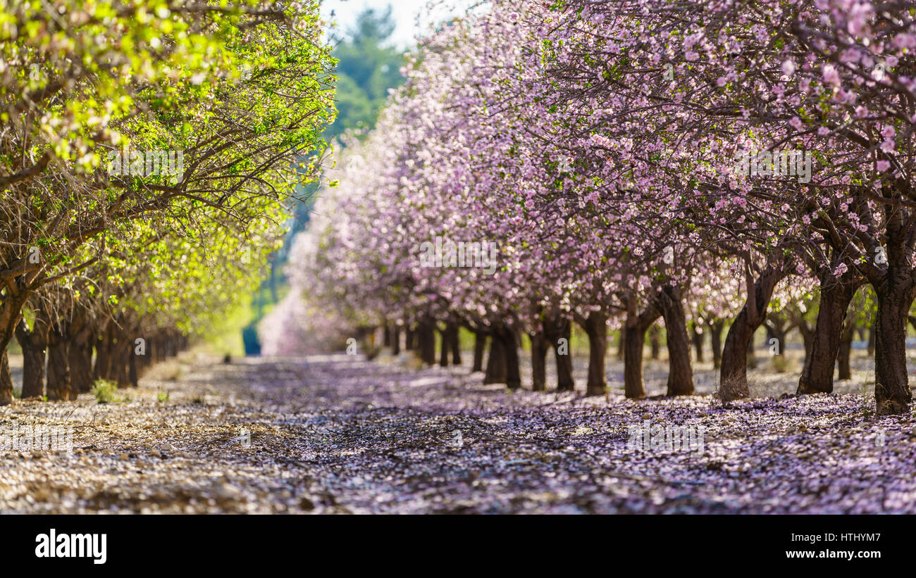 Paysage agricole, d'un jardin avec arbres fruitiers en fleurs Banque D'Images