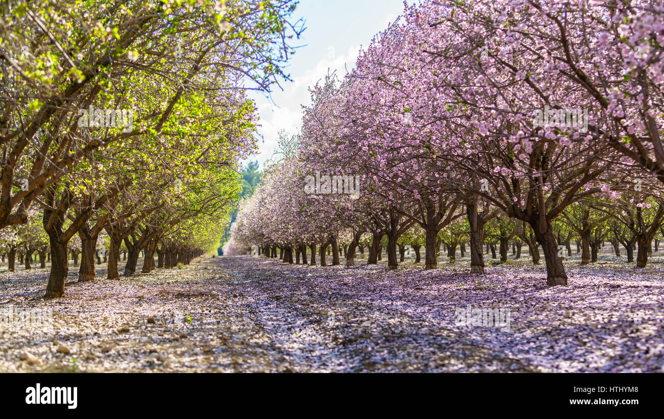 Paysage agricole, d'un jardin avec arbres fruitiers en fleurs Banque D'Images