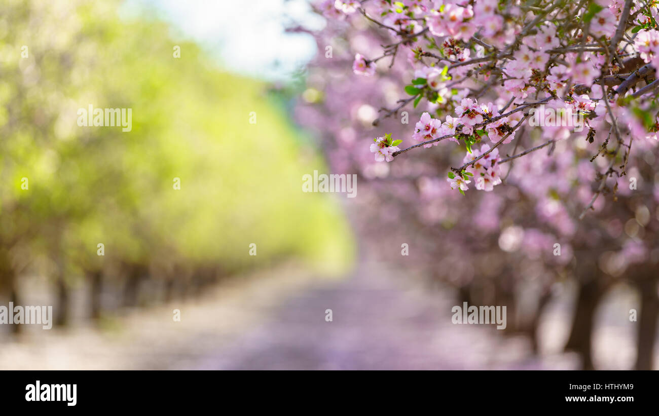 Paysage agricole, d'un jardin avec arbres fruitiers en fleurs Banque D'Images