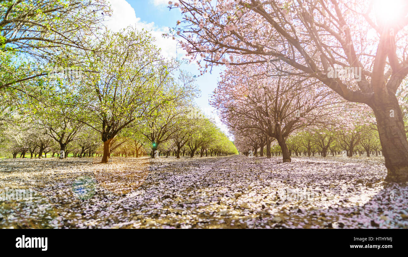 Paysage agricole, d'un jardin avec arbres fruitiers en fleurs Banque D'Images