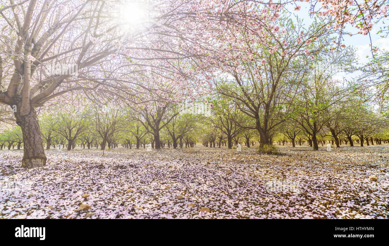 Paysage agricole, d'un jardin avec arbres fruitiers en fleurs Banque D'Images