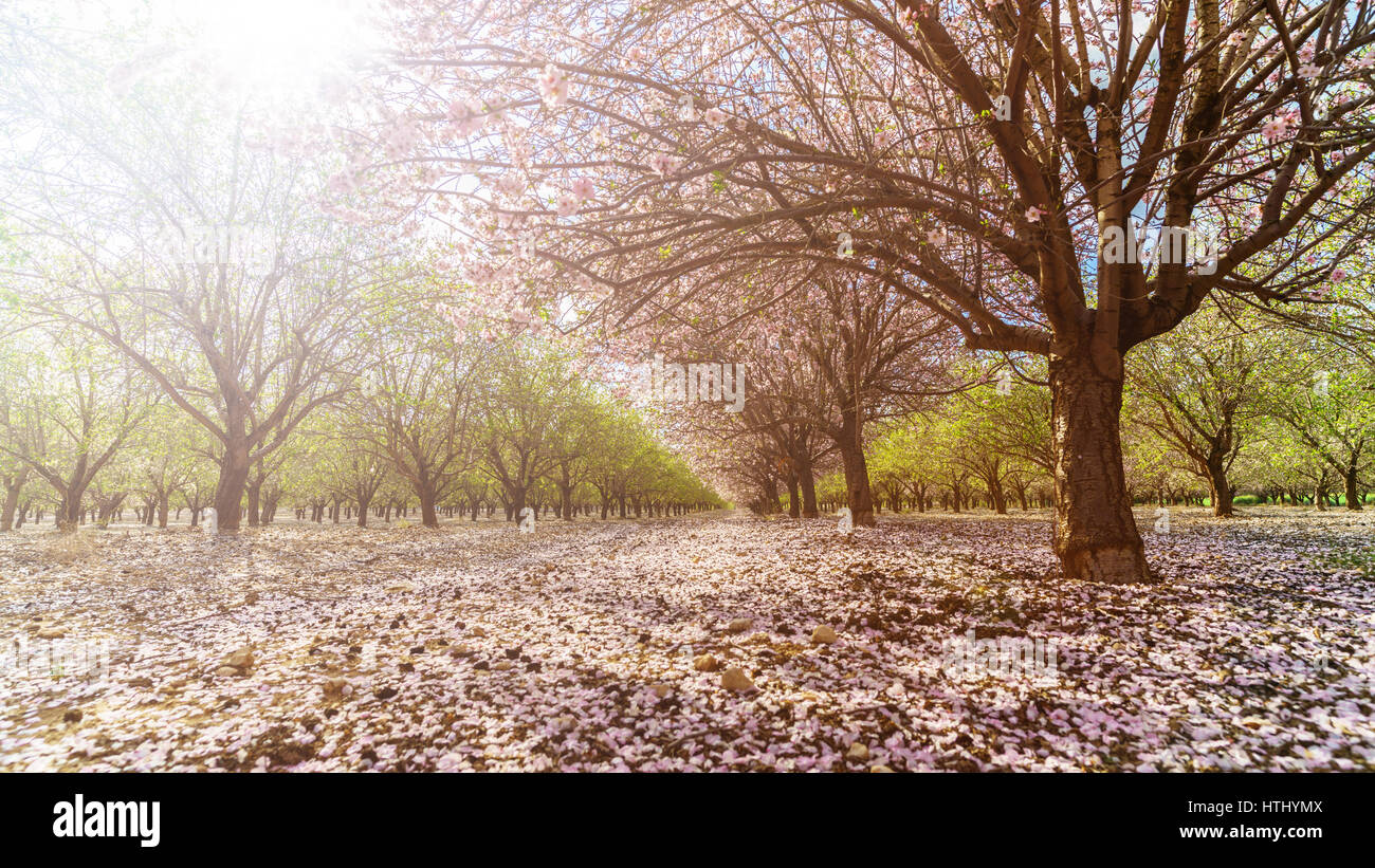 Paysage agricole, d'un jardin avec arbres fruitiers en fleurs Banque D'Images