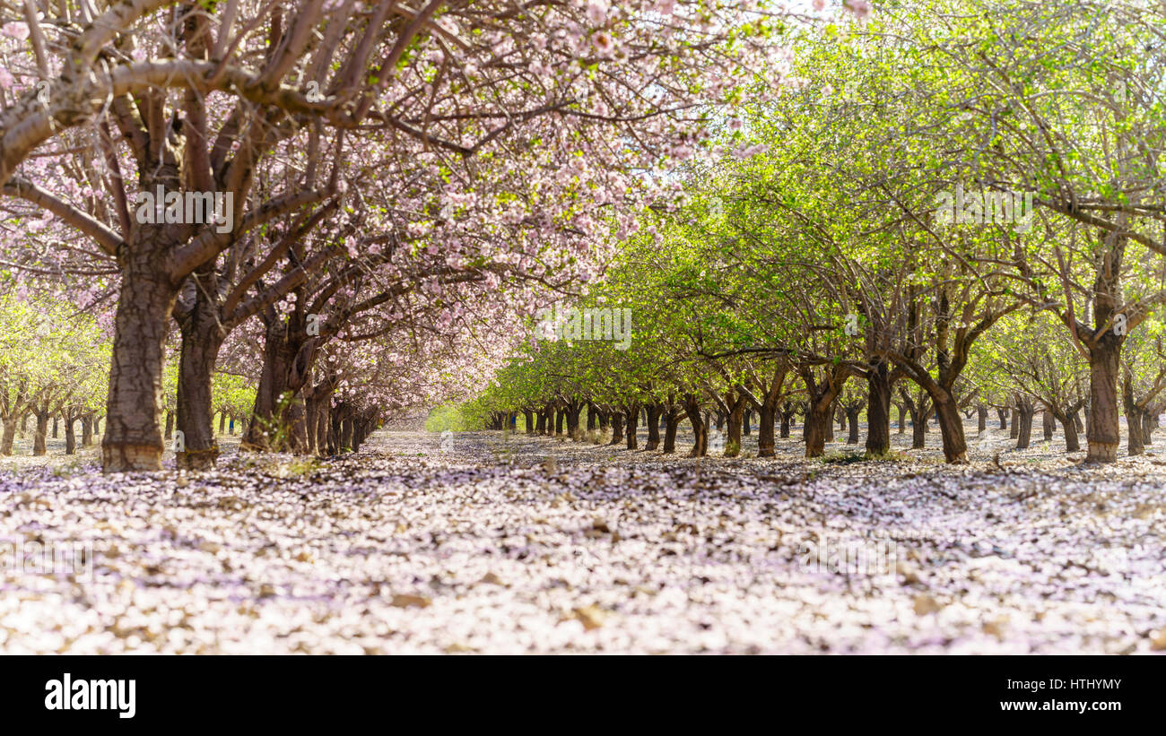 Paysage agricole, d'un jardin avec arbres fruitiers en fleurs Banque D'Images