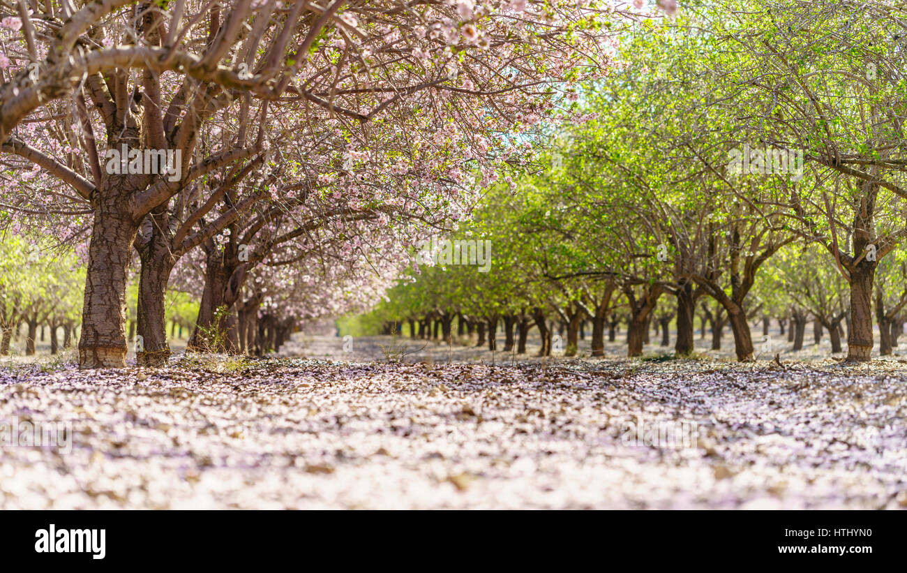 Paysage agricole, d'un jardin avec arbres fruitiers en fleurs Banque D'Images