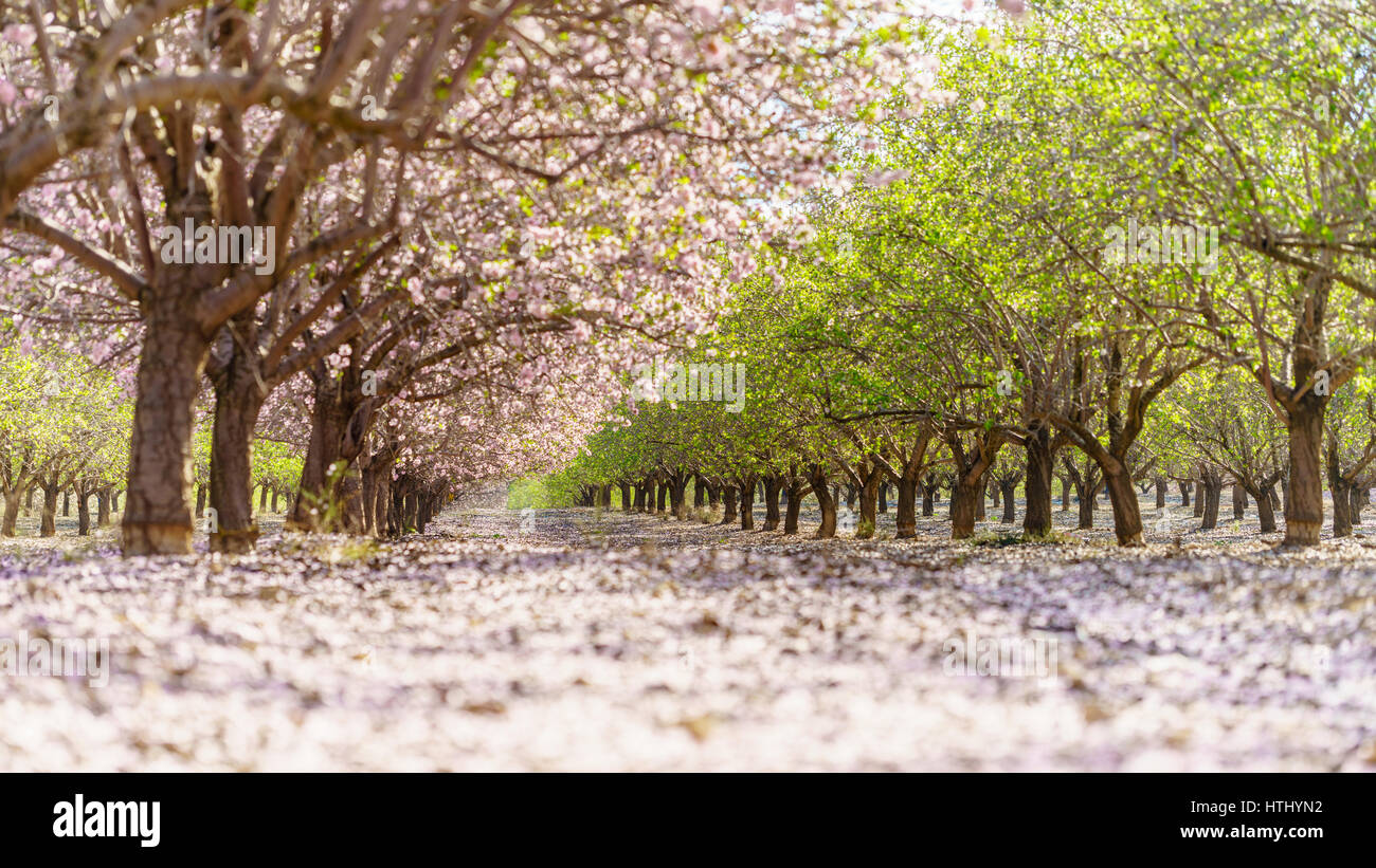 Paysage agricole, d'un jardin avec arbres fruitiers en fleurs Banque D'Images