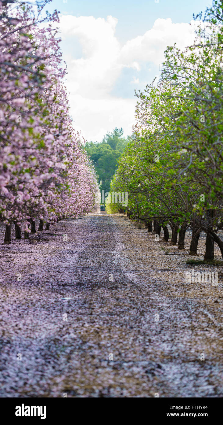 Paysage agricole, d'un jardin avec arbres fruitiers en fleurs Banque D'Images