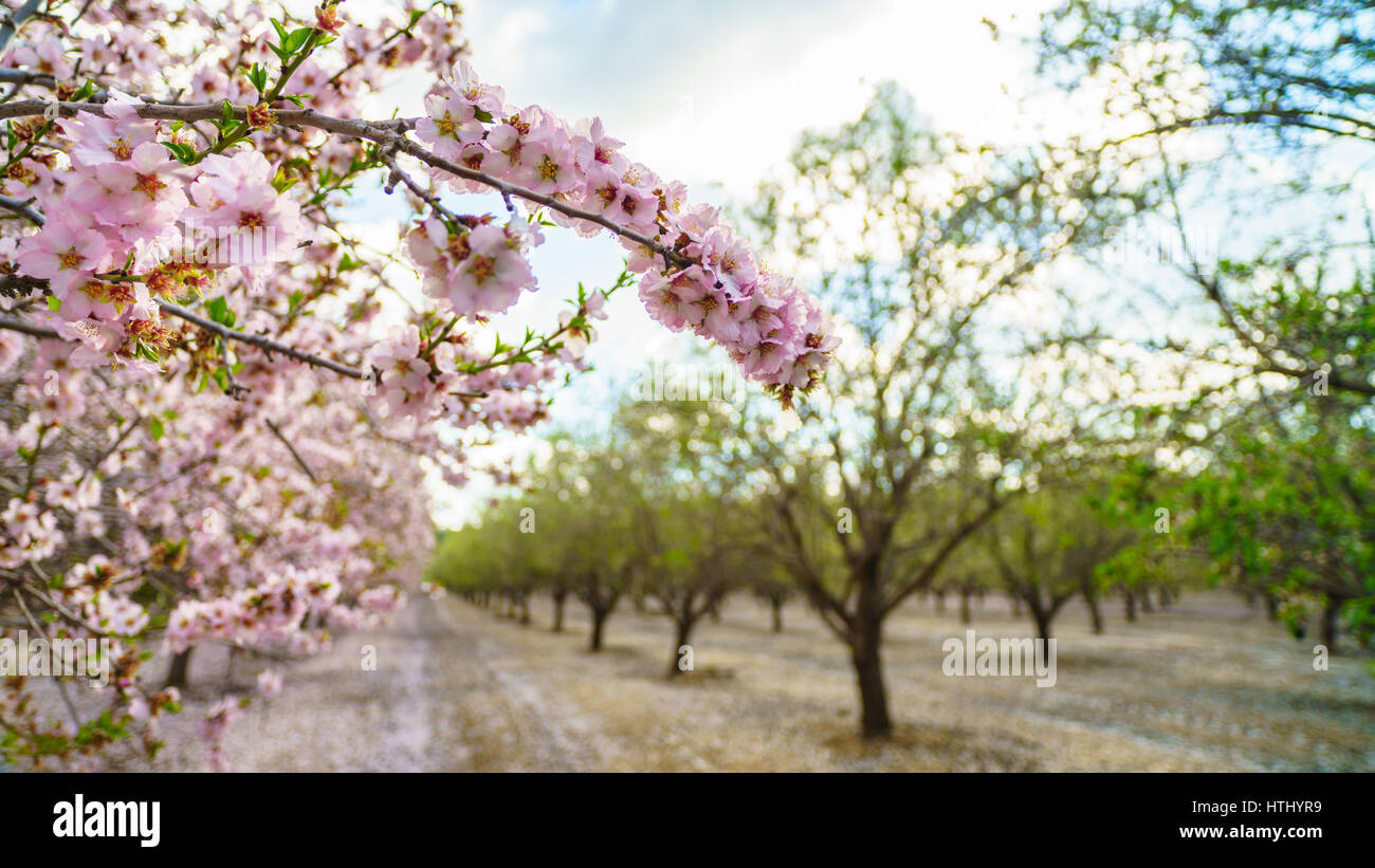 Paysage agricole, d'un jardin avec arbres fruitiers en fleurs Banque D'Images
