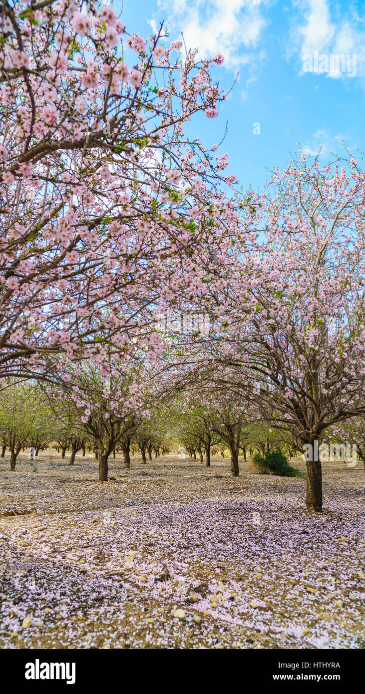 Paysage agricole, d'un jardin avec arbres fruitiers en fleurs Banque D'Images