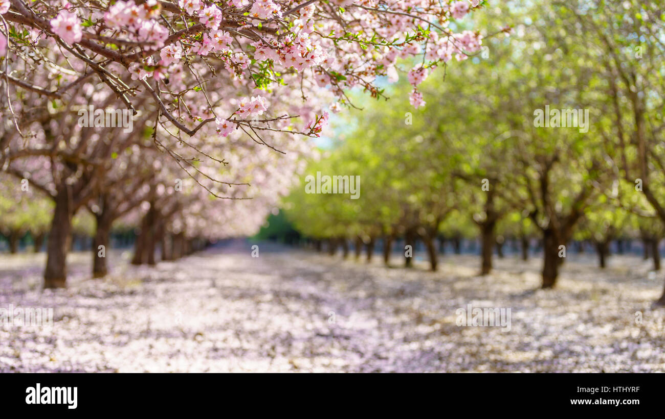 Paysage agricole, d'un jardin avec arbres fruitiers en fleurs Banque D'Images