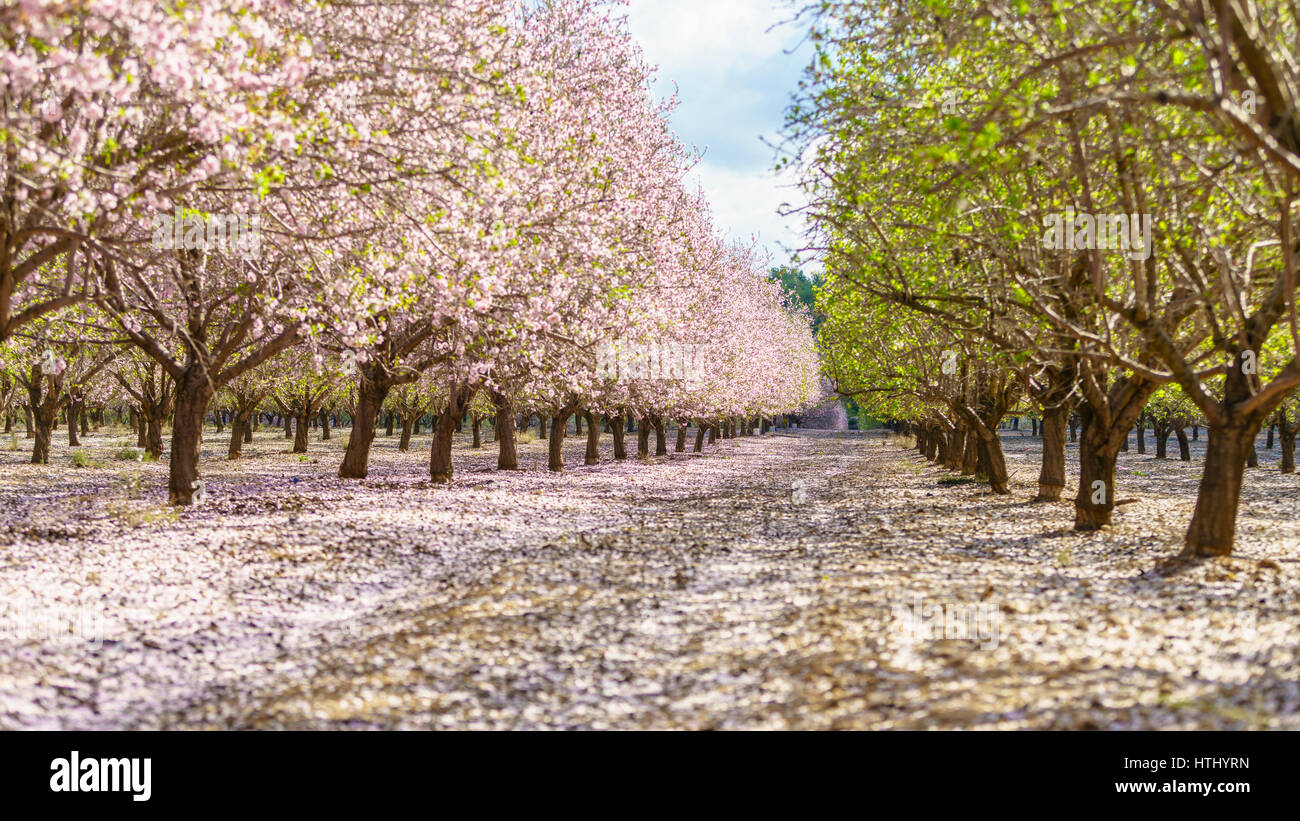 Paysage agricole, d'un jardin avec arbres fruitiers en fleurs Banque D'Images