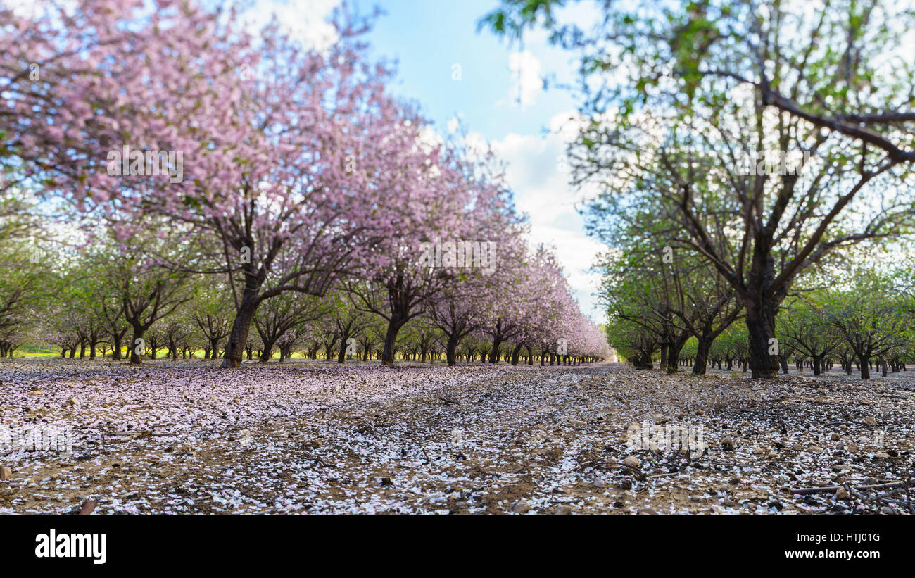 Paysage agricole, d'un jardin avec arbres fruitiers en fleurs Banque D'Images