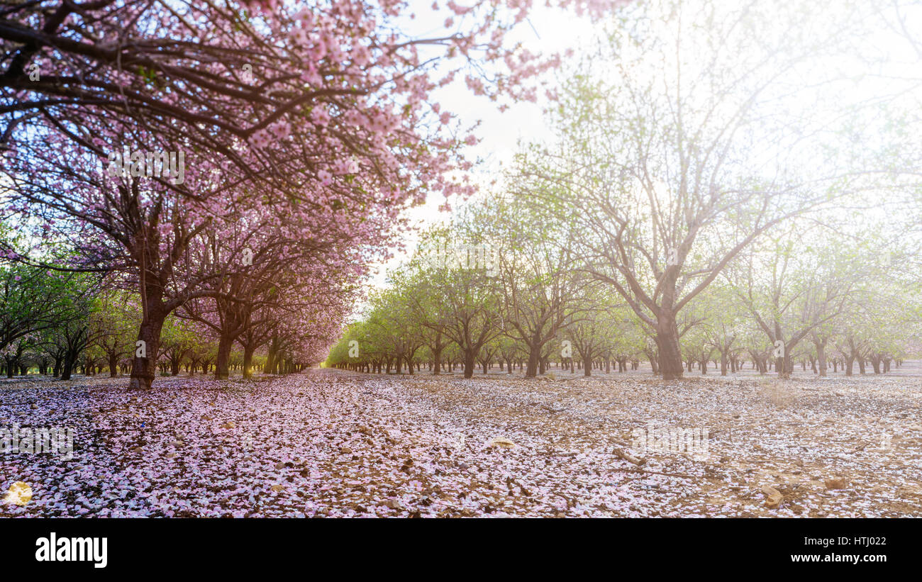 Paysage agricole, d'un jardin avec arbres fruitiers en fleurs Banque D'Images