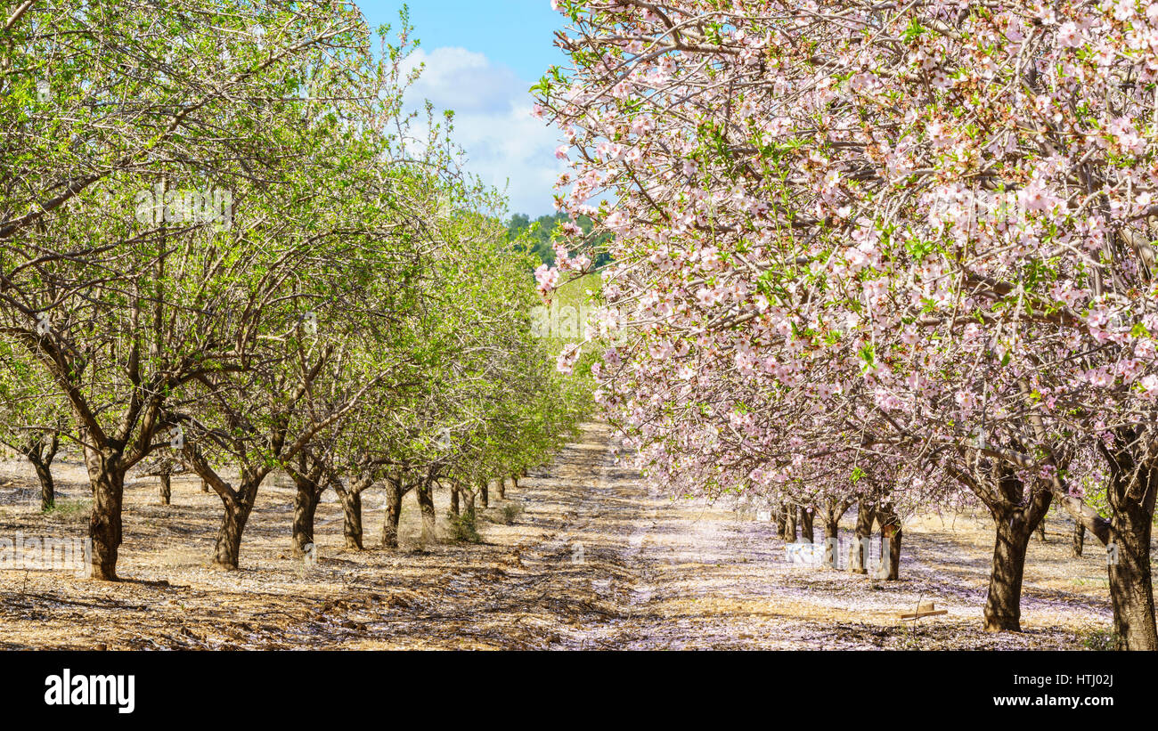 Paysage agricole, d'un jardin avec arbres fruitiers en fleurs Banque D'Images
