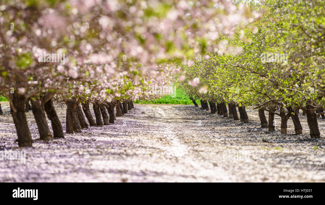 Paysage agricole, d'un jardin avec arbres fruitiers en fleurs Banque D'Images