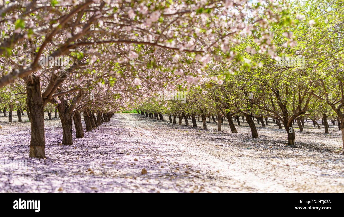 Paysage agricole, d'un jardin avec arbres fruitiers en fleurs Banque D'Images