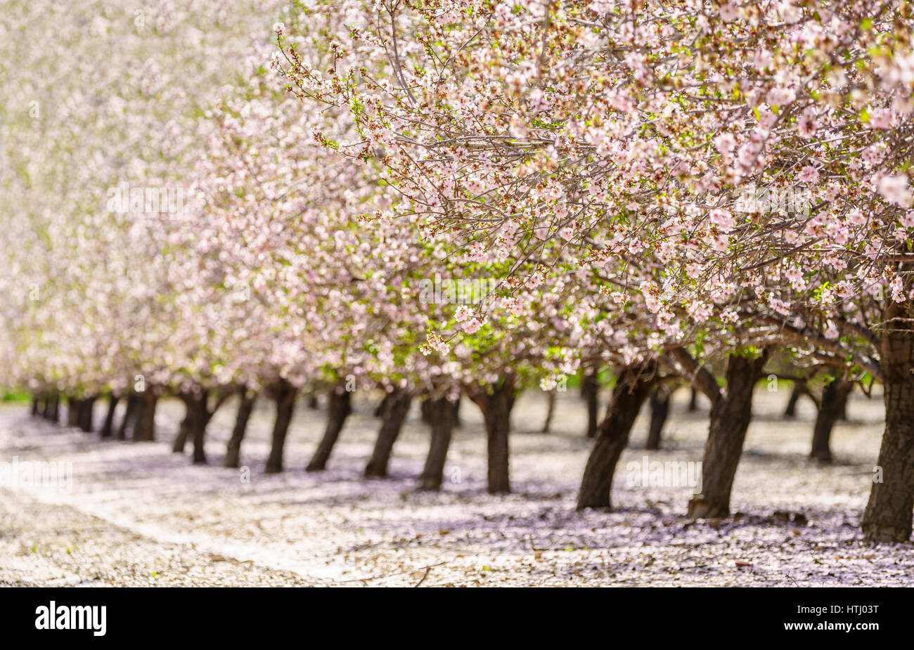 Paysage agricole, d'un jardin avec arbres fruitiers en fleurs Banque D'Images