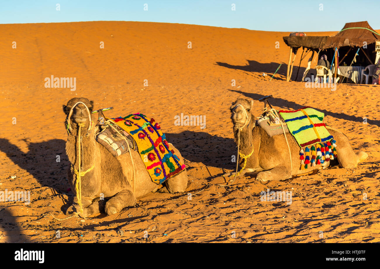 Le dromadaire chameaux se reposant à l'Erg Chebbi dunes de désert du Sahara. Merzouga, Maroc Banque D'Images