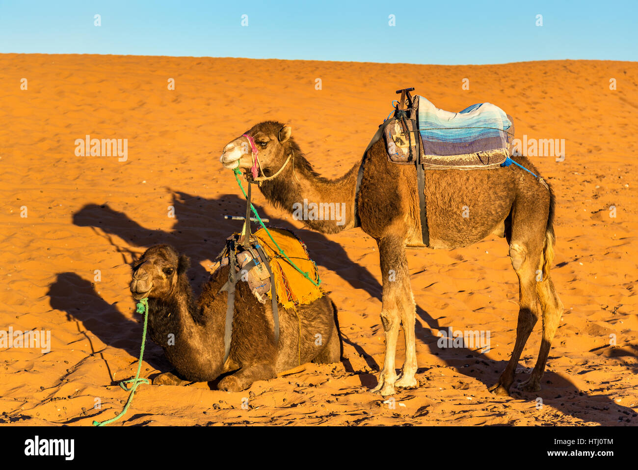 Le dromadaire chameaux se reposant à l'Erg Chebbi dunes de désert du Sahara. Merzouga, Maroc Banque D'Images