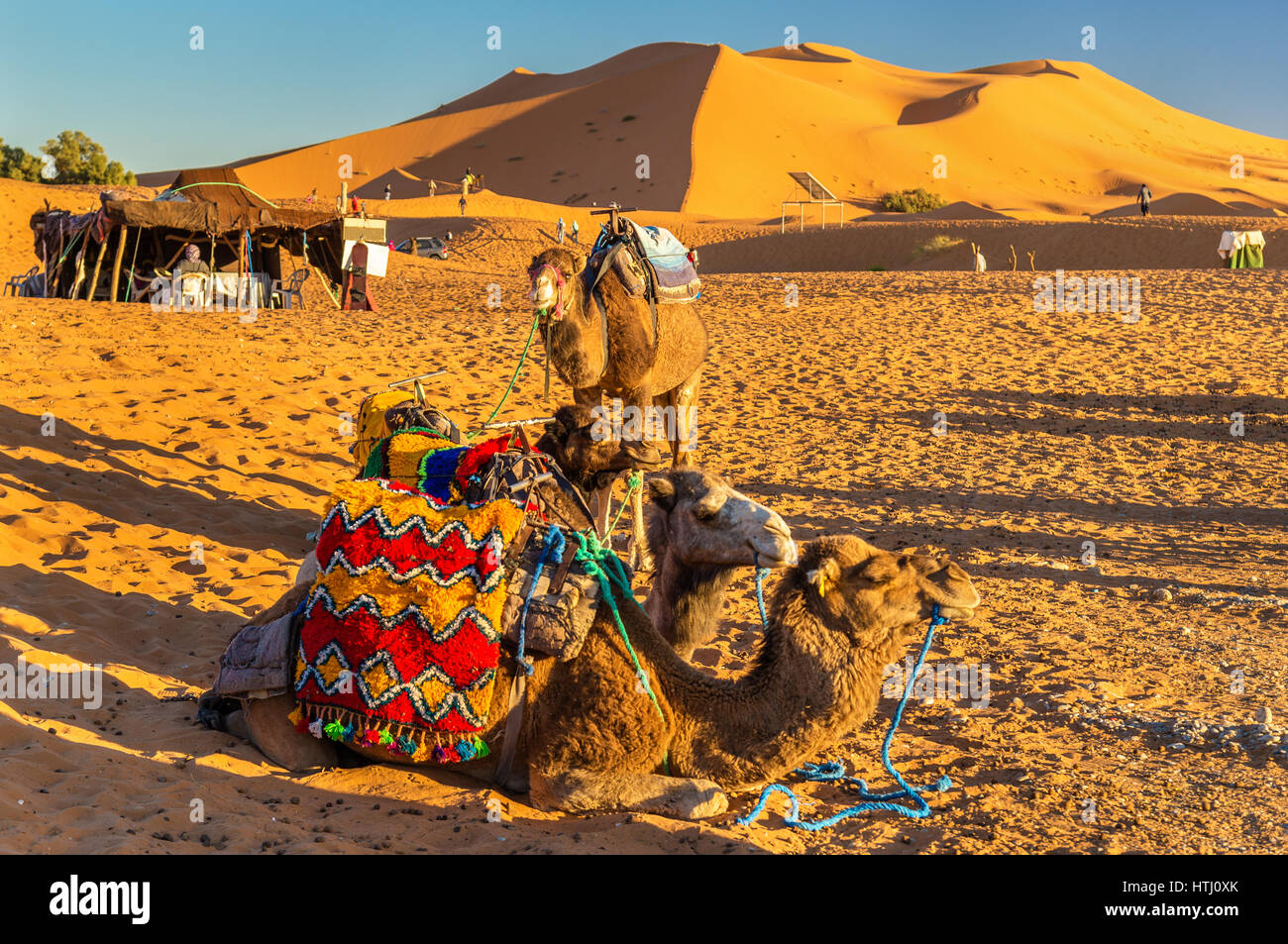 Le dromadaire chameaux se reposant à l'Erg Chebbi dunes de désert du Sahara. Merzouga, Maroc Banque D'Images