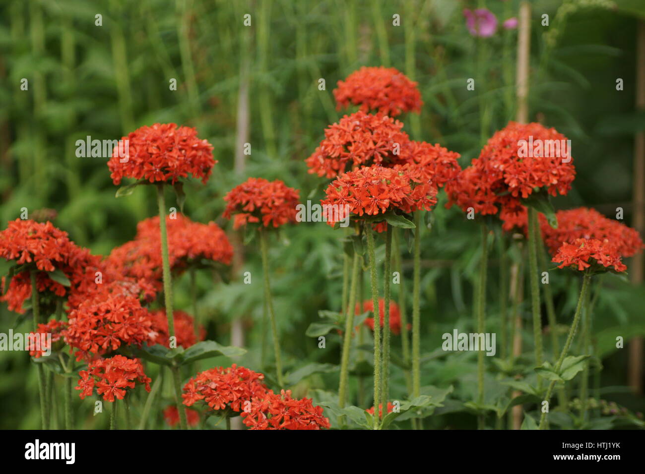 Lychnis chalcedonica Banque D'Images