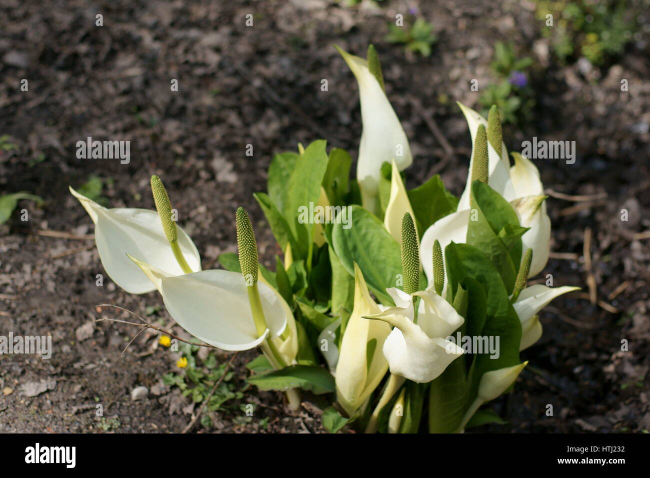 Lysichiton camtschatcensis à Clyne gardens, Swansea, Pays de Galles, Royaume-Uni. Banque D'Images