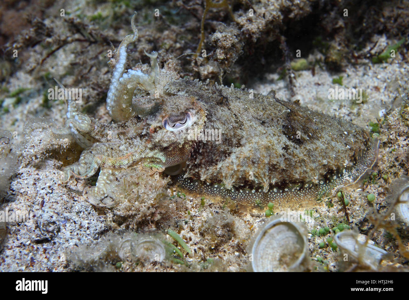 Seiches (Sepia elegans élégant) sous-marine camouflé dans la mer Méditerranée Banque D'Images