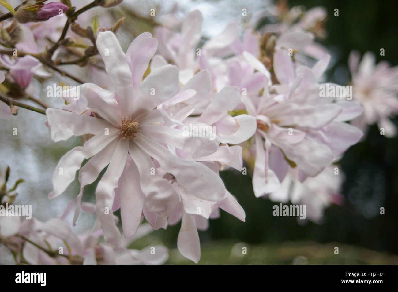 Magnolia x loebneri 'Leonard Messel' Banque D'Images