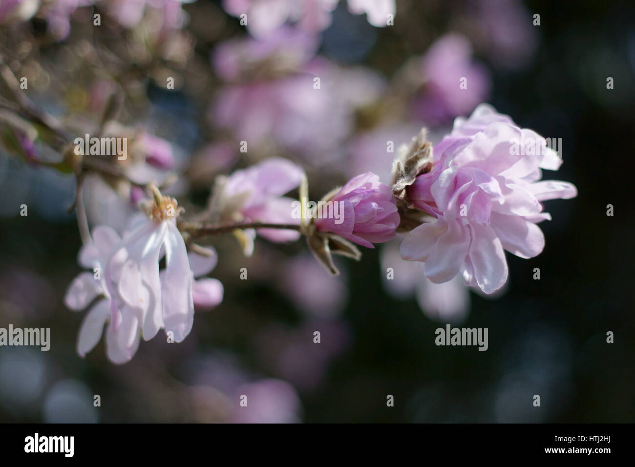 Magnolia x loebneri 'Leonard Messel' Banque D'Images