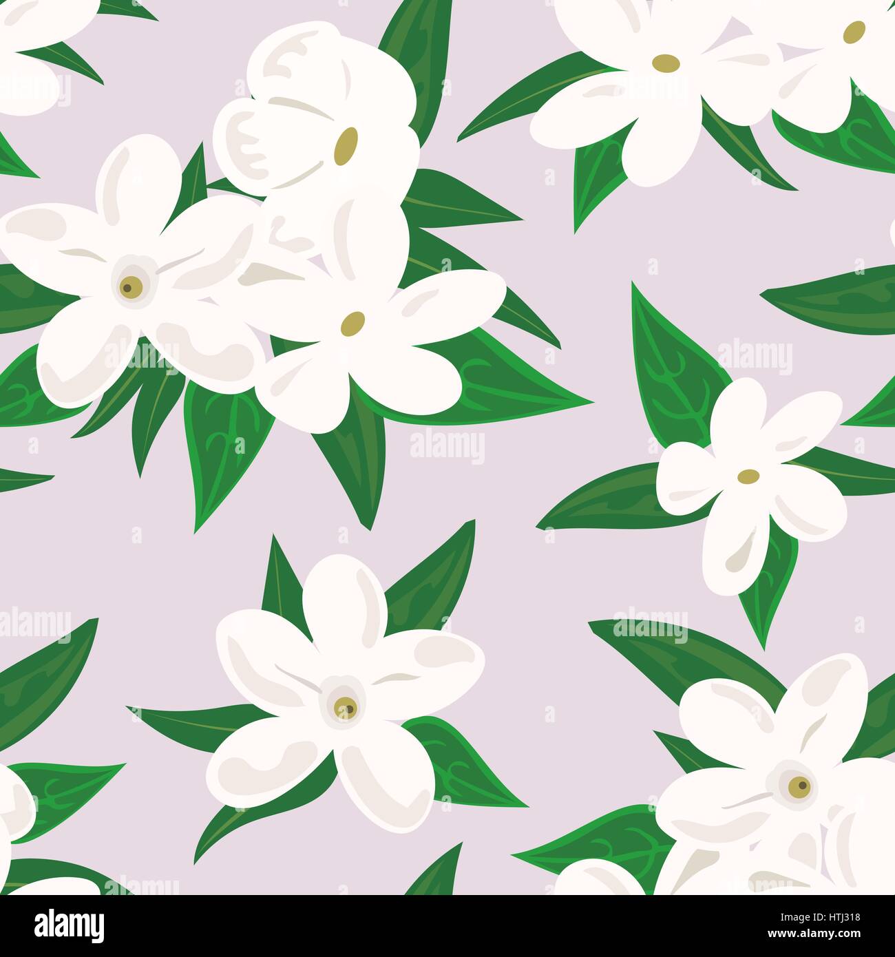 Fleurs de jasmin blanc. Direction générale de fleurs de jasmin isolé sur fond blanc. les fleurs de printemps Illustration de Vecteur