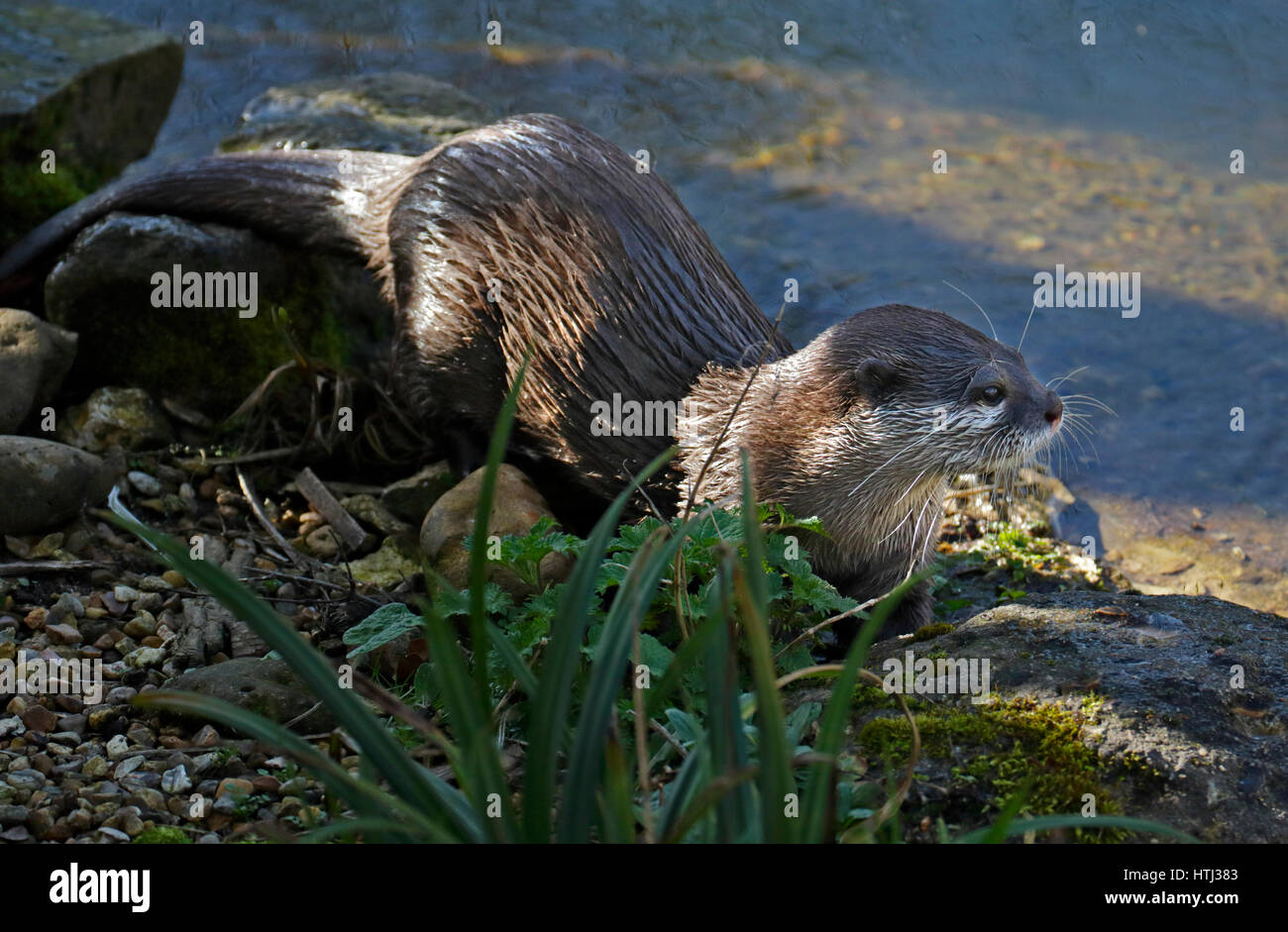 Small-Clawed asiatique Otter (aonyx cinerea) Banque D'Images