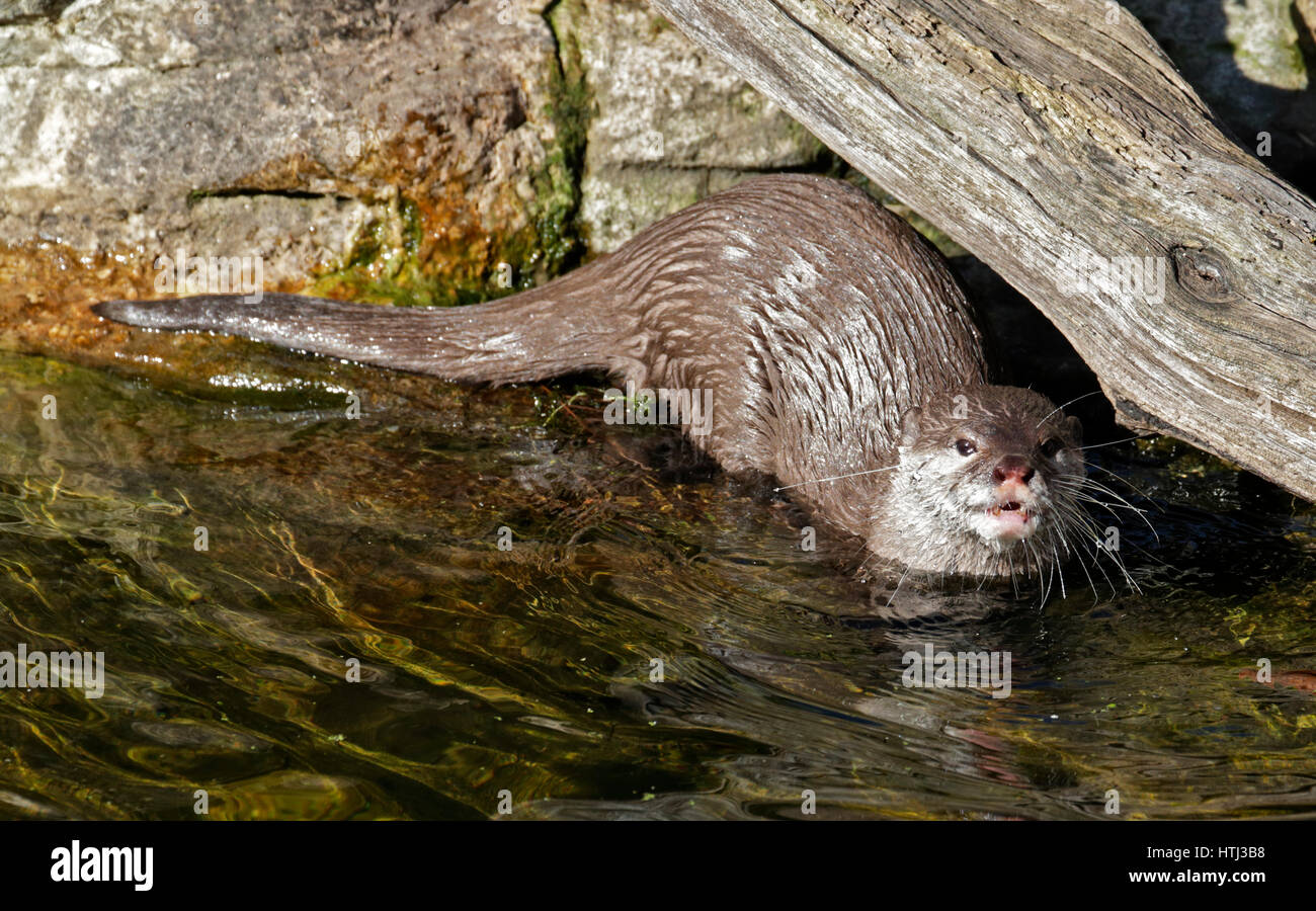 Small-Clawed asiatique Otter (aonyx cinerea) dans de l'eau Banque D'Images