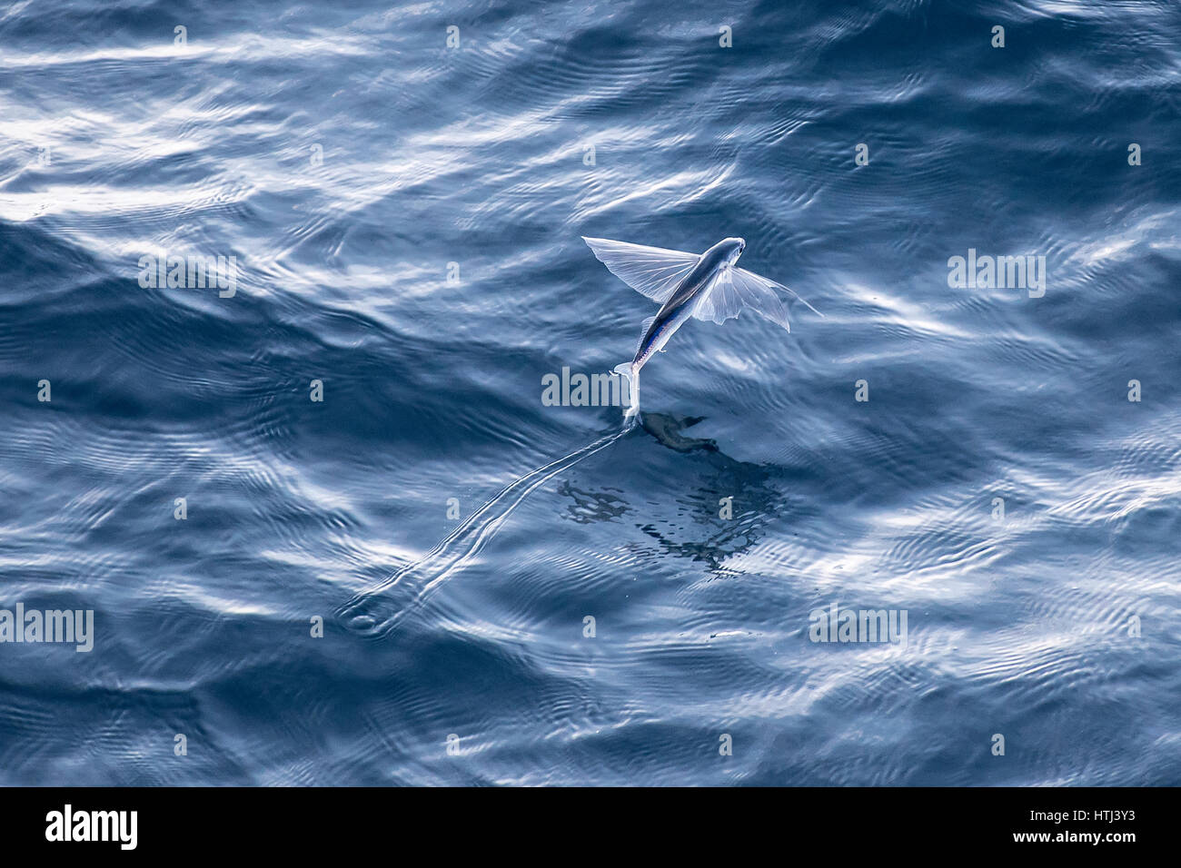 Les espèces de poissons volants dans les airs, plusieurs centaines de milles au large de la Mauritanie, l'Afrique du Nord, l'océan Atlantique Nord Banque D'Images