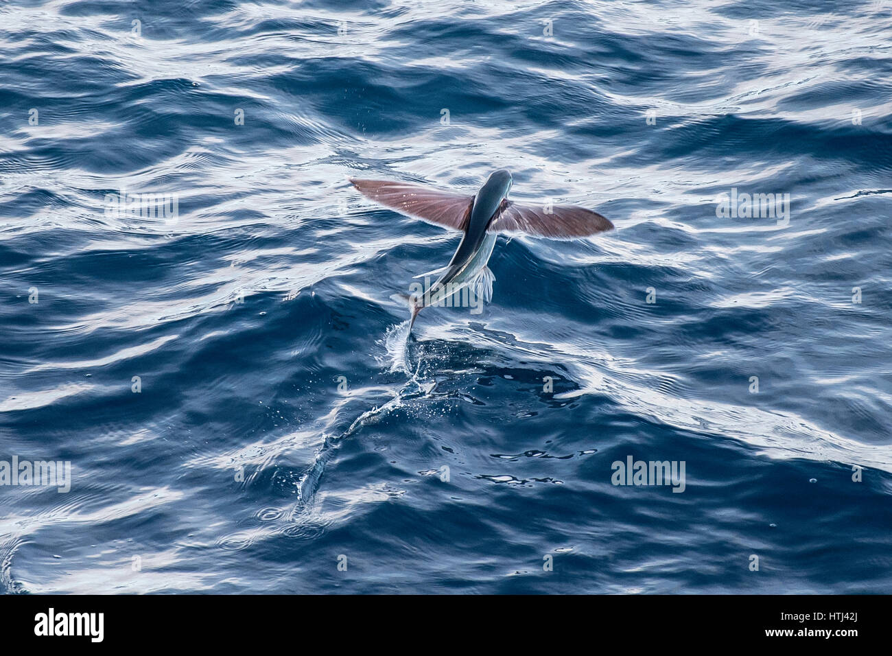 Les espèces de poissons volants qui décolle, plusieurs centaines de milles au large de la Mauritanie, l'Afrique du Nord, l'océan Atlantique Nord Banque D'Images