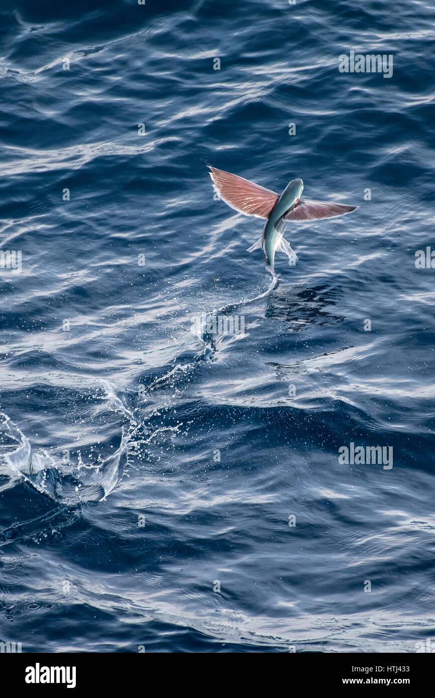 Sailfin Poisson Volant, Parexocoetus brachypterus, au décollage, plusieurs centaines de milles au large de la Mauritanie, l'Afrique du Nord, l'océan Atlantique Nord Banque D'Images