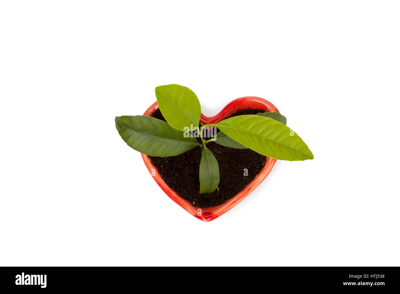 Symbole de l'amour et la croissance : citron plante en pot en céramique heartshaped isolé sur fond blanc Banque D'Images